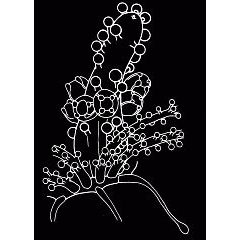 Семейство Teissieridae  фото