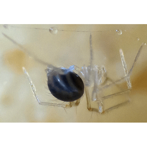 Семейство Telemidae фото