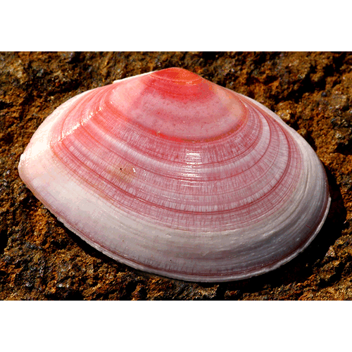 Семейство Tellinoidea  фото