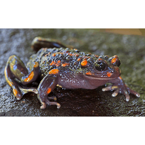  Род Telmatobufo  фото