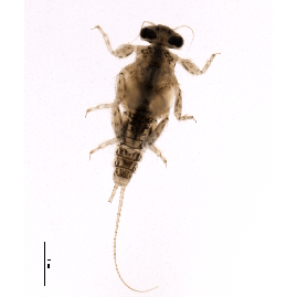 Семейство Teloganodidae фото
