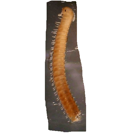 Семейство Telsonemasomatidae фото