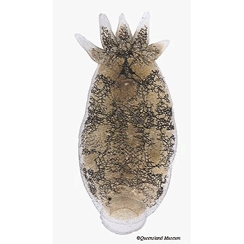 Семейство Temnocephalidae  фото
