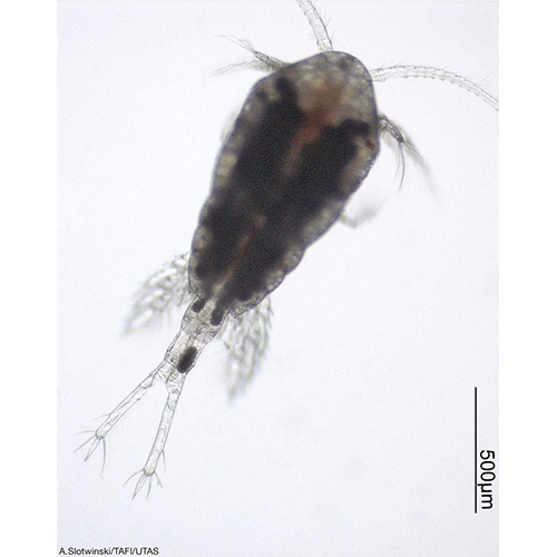 Семейство Temoridae фото