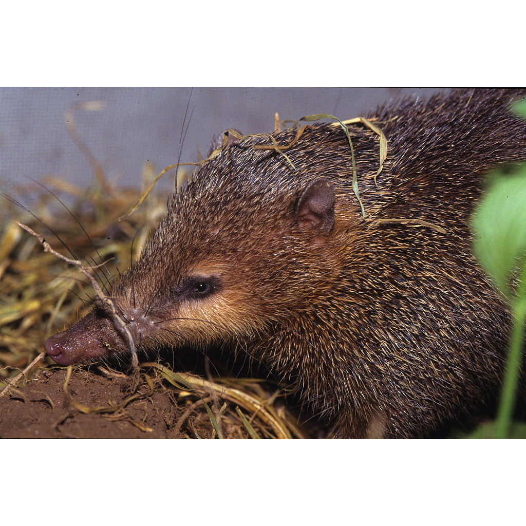 Tenrec ecaudatus Фото №10