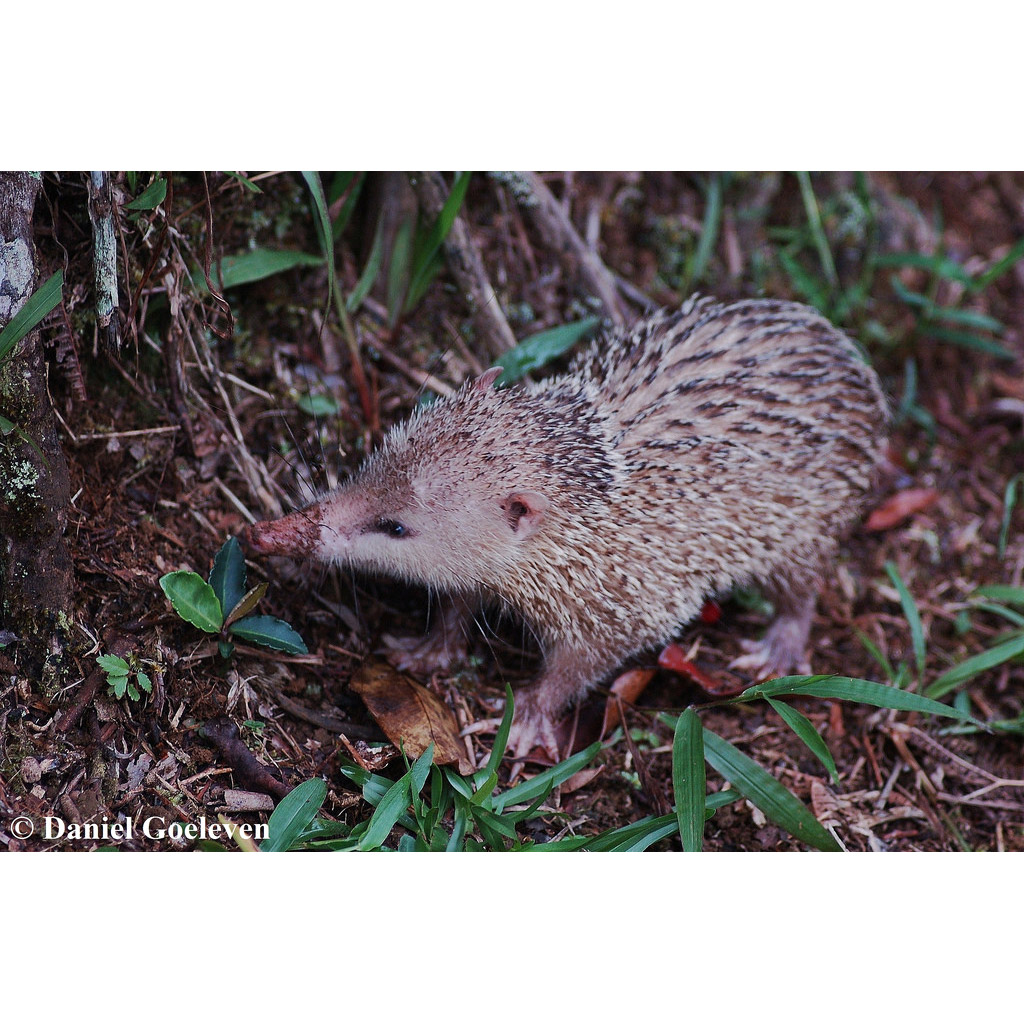 Tenrec ecaudatus Фото №2