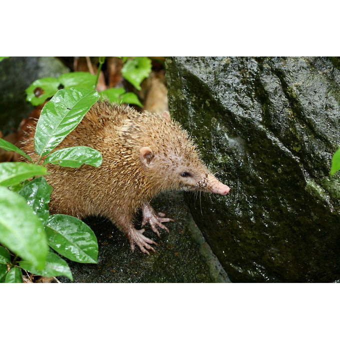 Tenrec ecaudatus Фото №3