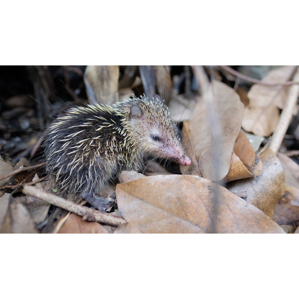 Tenrec ecaudatus Фото №4