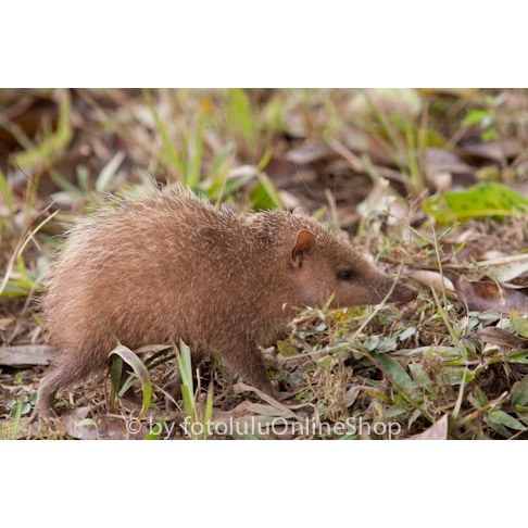 Tenrec ecaudatus Фото №5