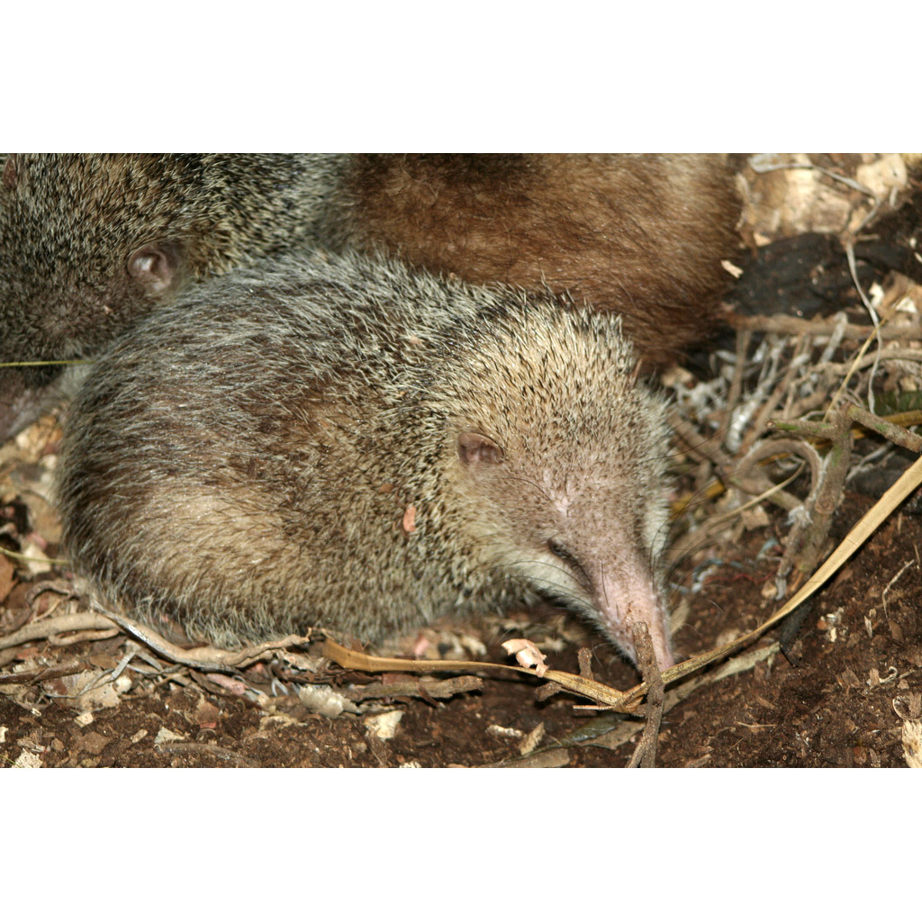 Tenrec ecaudatus Фото №6