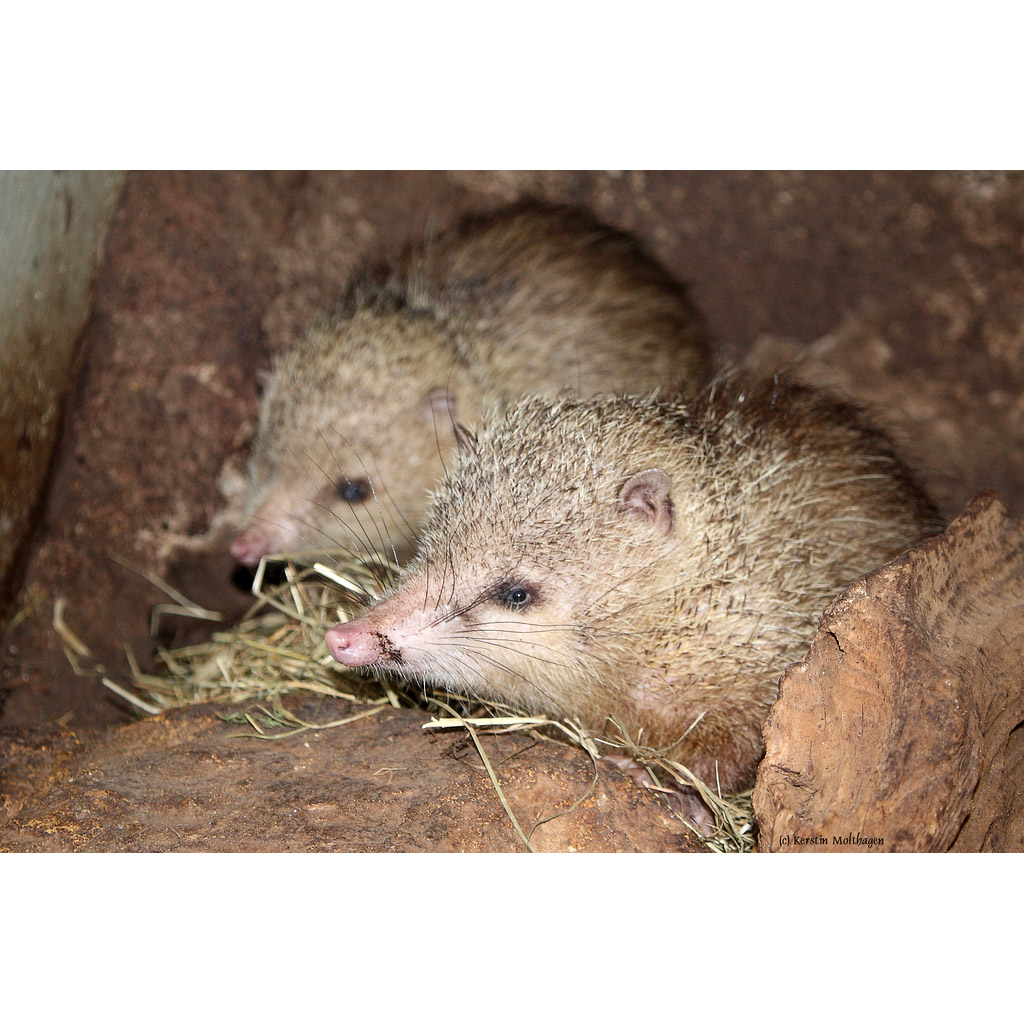 Tenrec ecaudatus Фото №7