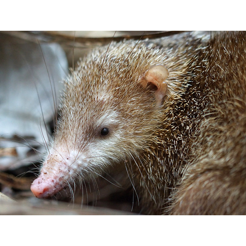 Tenrec ecaudatus Фото №8