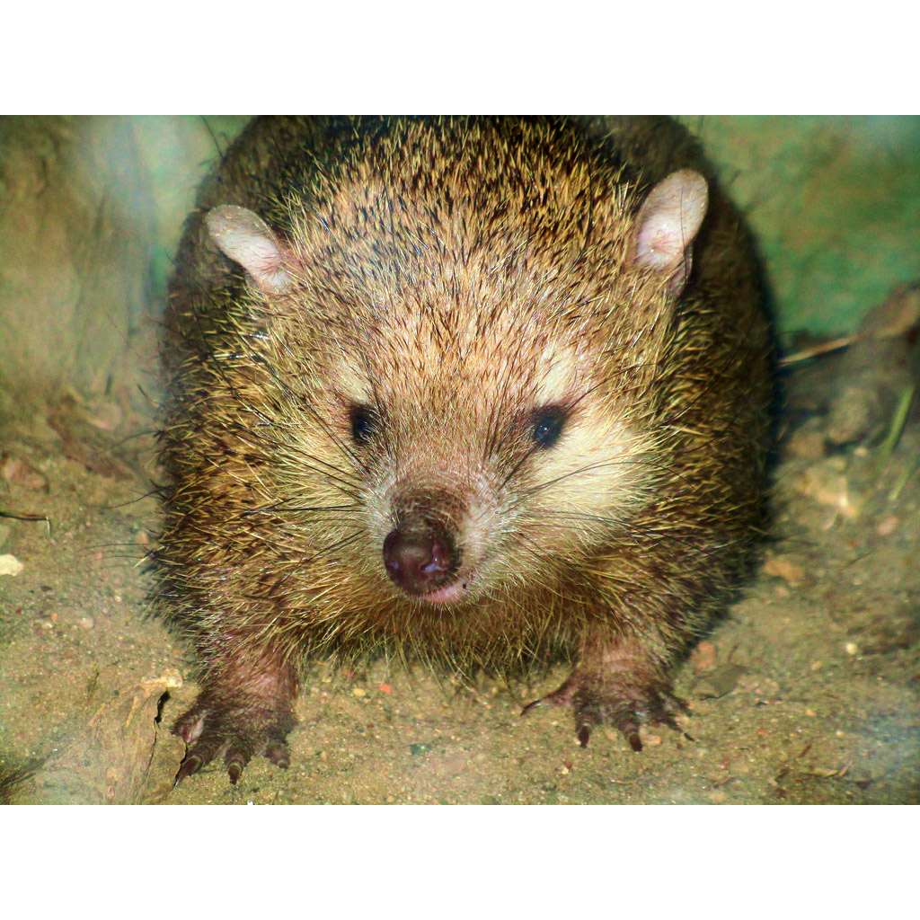Tenrec ecaudatus Фото №9