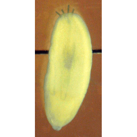 Семейство Tentaculariidae  фото