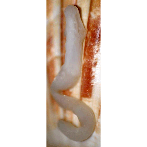 Семейство Tentacularioidea  фото