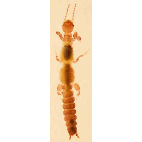 Семейство Teratembiidae фото