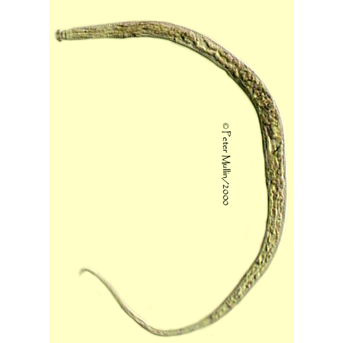 Семейство Teratocephalidae  фото