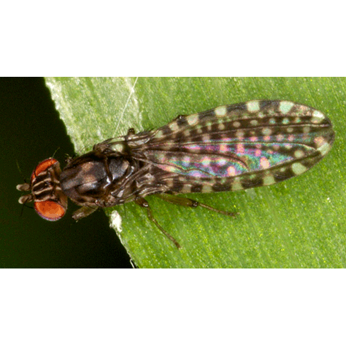 Семейство Teratomyzidae фото