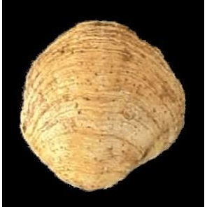 Семейство Terebratelloidea фото