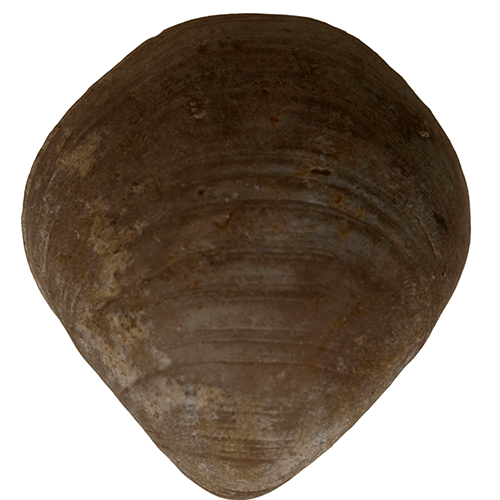 Семейство Terebratuloidea фото