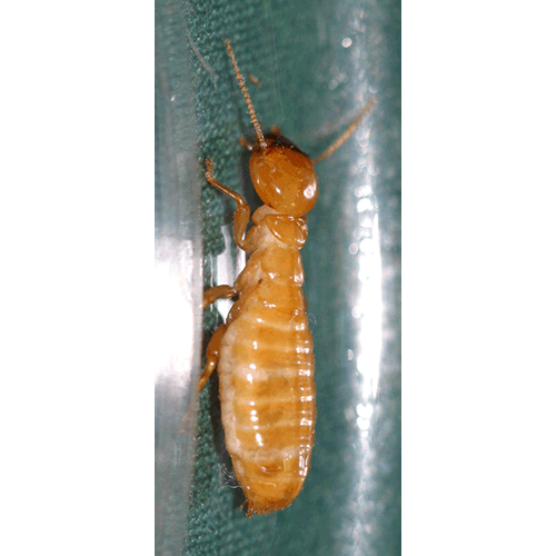 Семейство Termopsidae фото