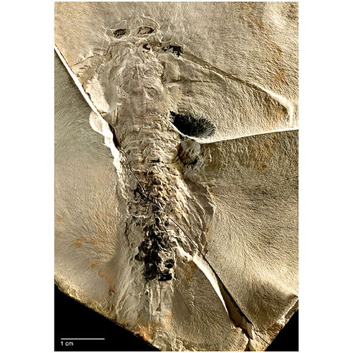 Семейство Tesnusocarididae фото