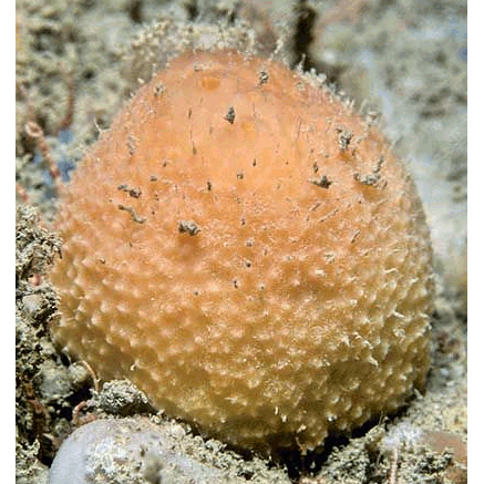 Семейство Tetillidae  фото