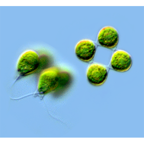 Семейство Tetrabaenaceae фото