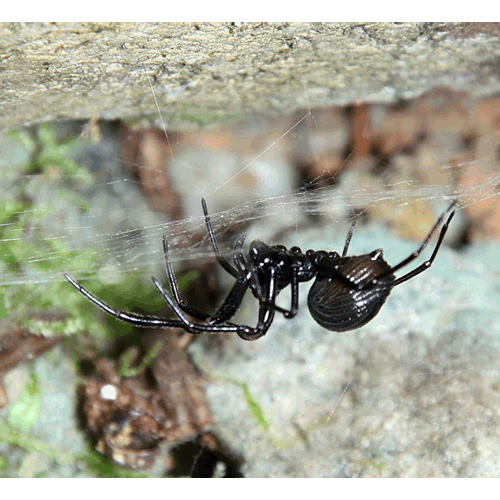 Семейство Tetrablemmidae фото