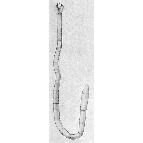 Семейство Tetrabothriidae  фото