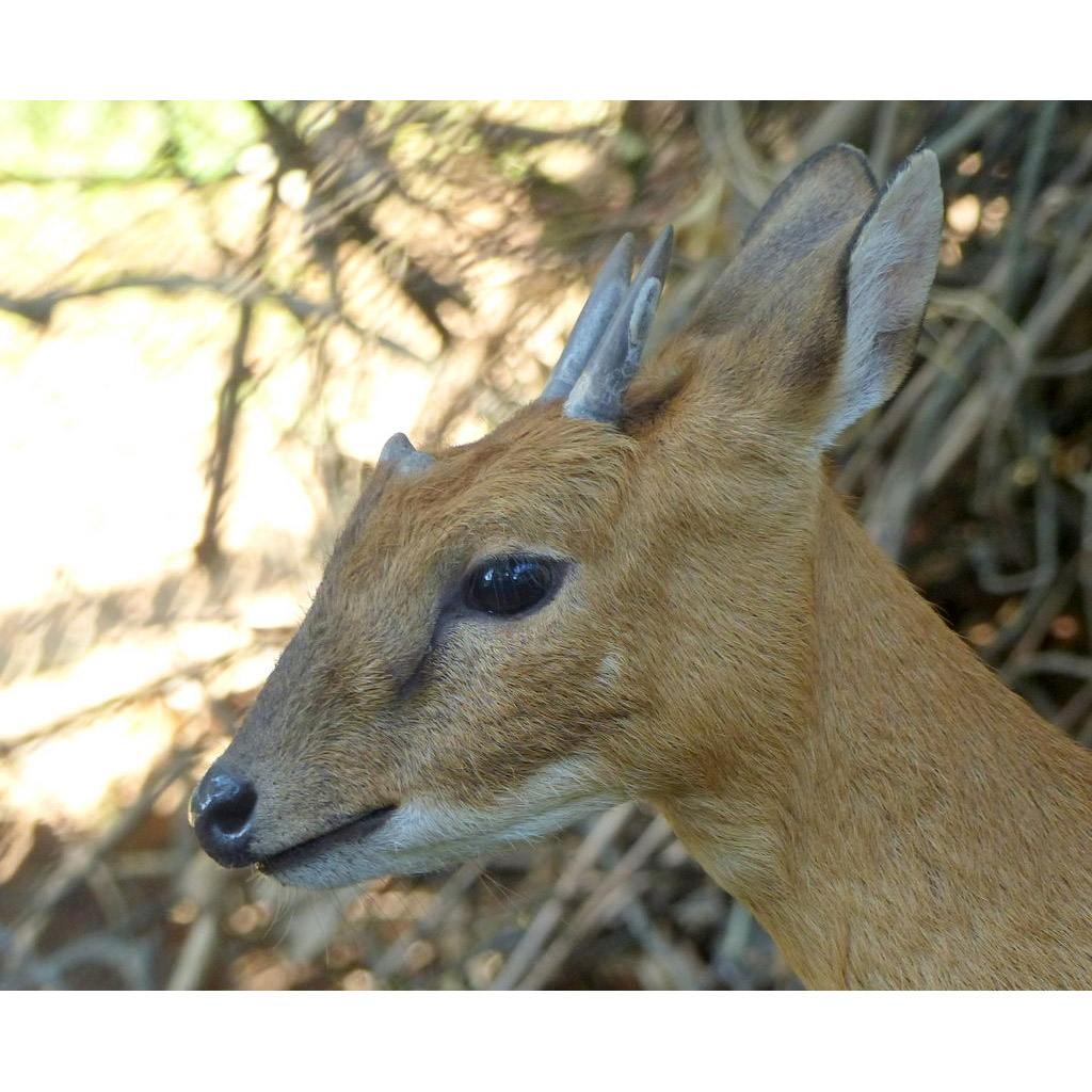 Tetracerus quadricornis Фото №10