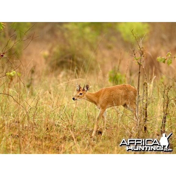 Tetracerus quadricornis Фото №2
