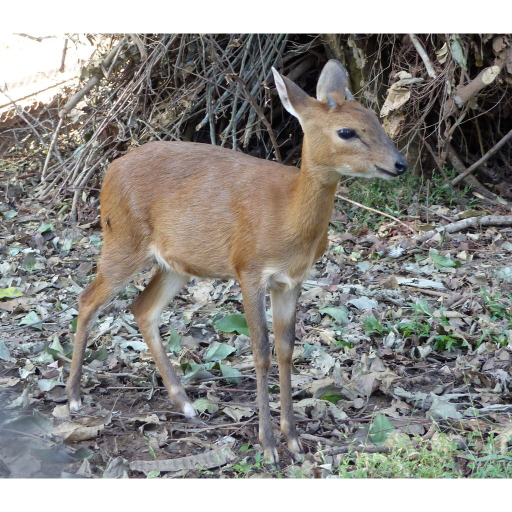 Tetracerus quadricornis Фото №3