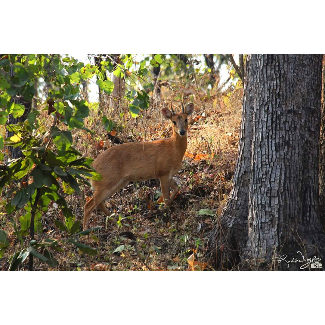 Tetracerus quadricornis Фото №5