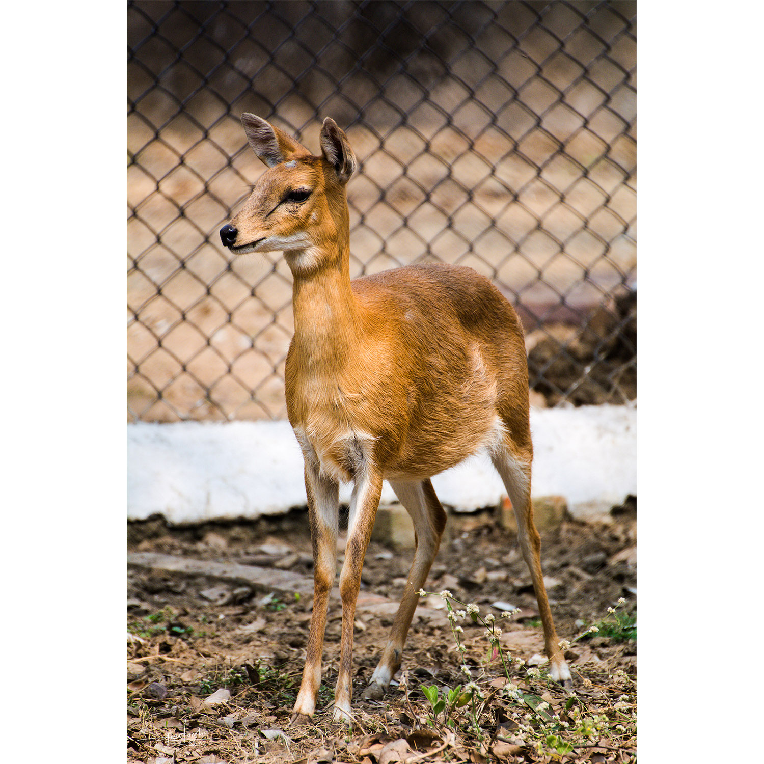 Tetracerus quadricornis Фото №6