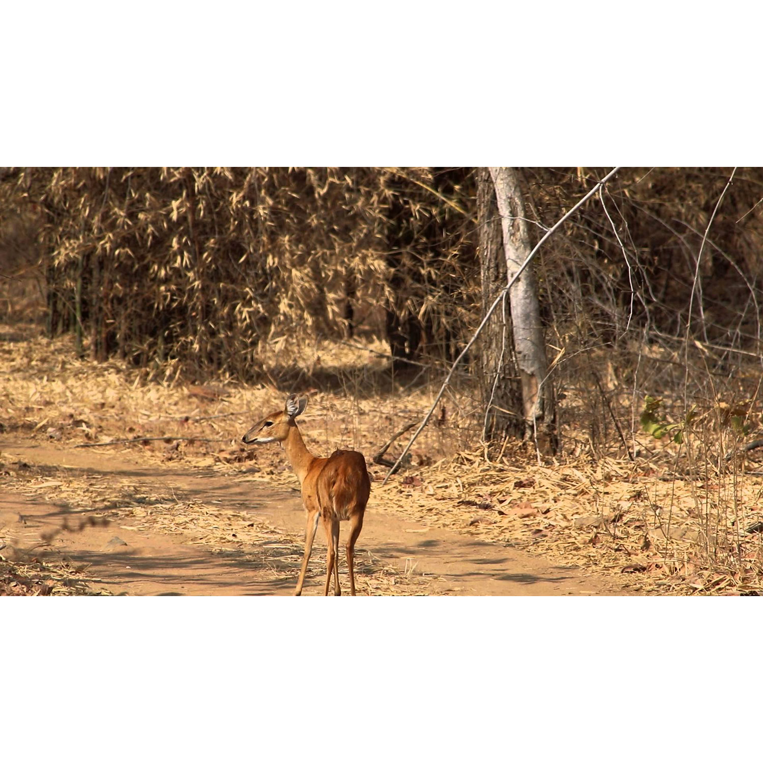Tetracerus quadricornis Фото №7