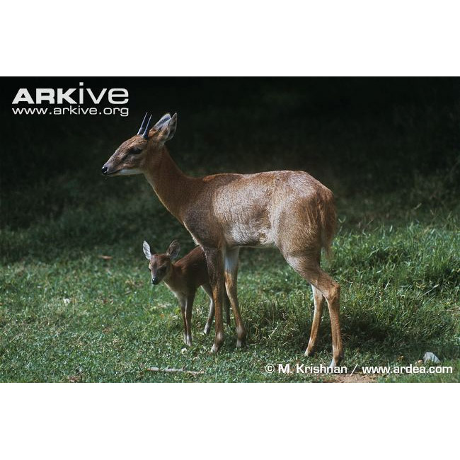 Tetracerus quadricornis Фото №8
