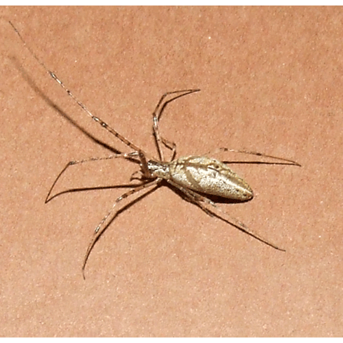 Семейство Tetragnathidae фото
