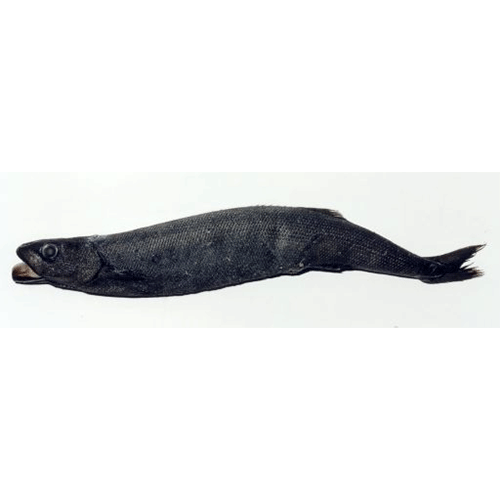 Род Tetragonurus фото