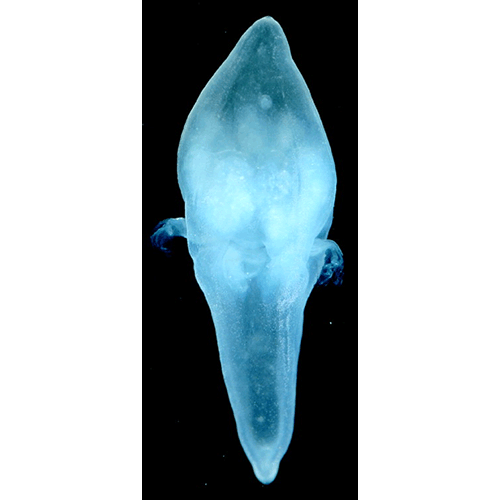 Семейство Tetraplatidae  фото