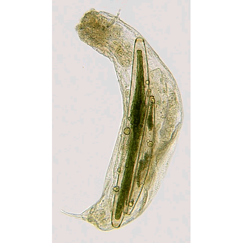 Семейство Tetrasiphonidae  фото