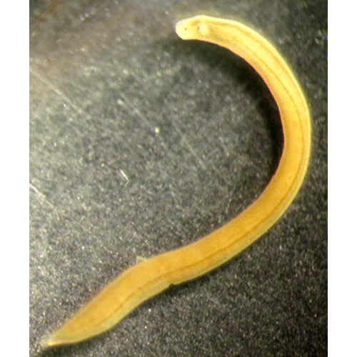 Семейство Tetrastemmatidae  фото