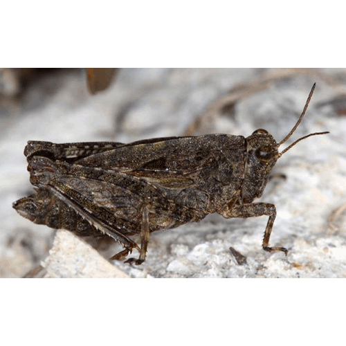 Семейство Tetrigoidea фото
