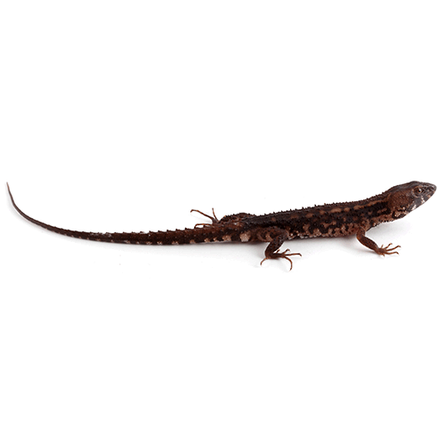  Род Teuchocercus  фото