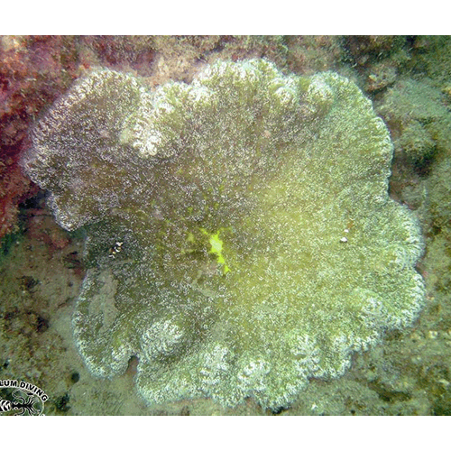 Семейство Thalassianthidae  фото