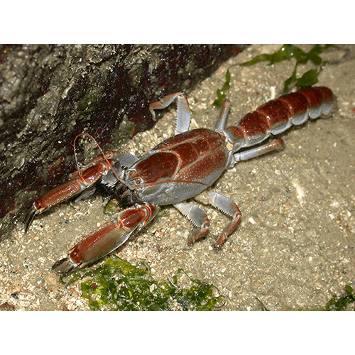 Семейство Thalassinoidea фото