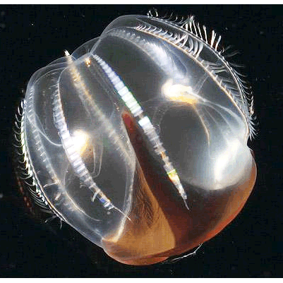 Семейство Thalassocalycidae  фото