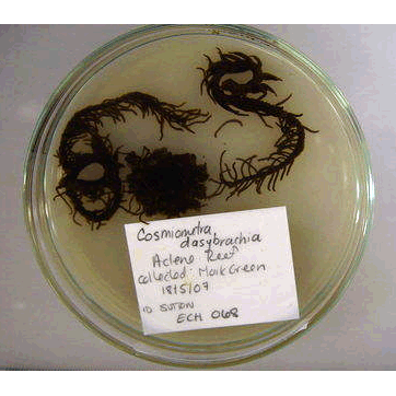 Семейство Thalassometridae  фото