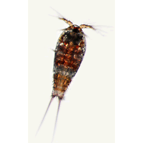 Семейство Thalestridae фото