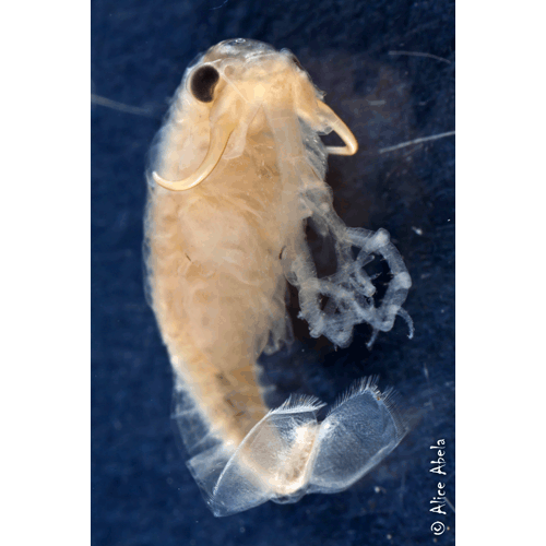 Семейство Thamnocephalidae фото